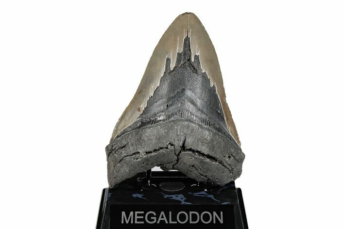 Bargain, Fossil Megalodon Tooth - Serrated Blade #201934
